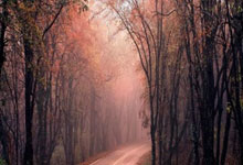 17个月后重返赛场 新晋妈妈佩特拉只想享受打网球.